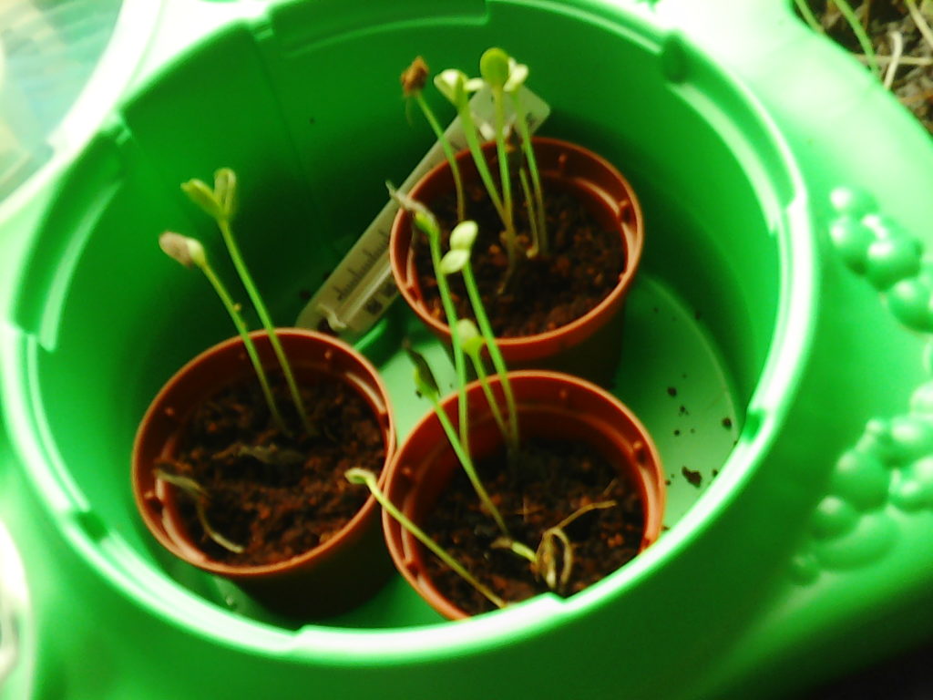 Picture of 3 small pots with seedlings growing inside.